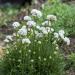 Armeria Maritima Alba Plants