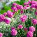 Armeria Maritima Splendens