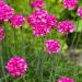 armeria maritima flowers