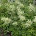 Aruncus Dioicus