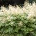 Aruncus Goat's Beard