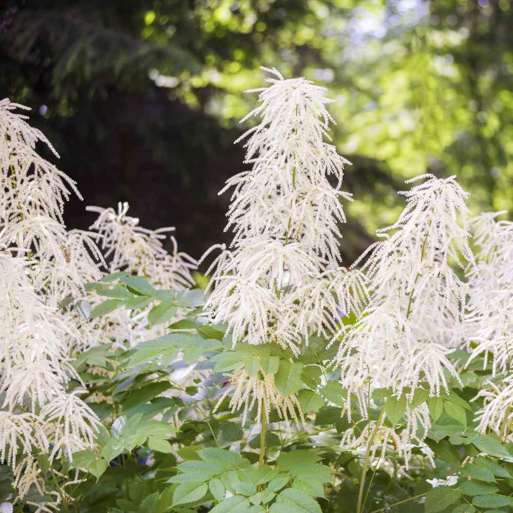 Aruncus Noble Spirit