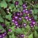 asarina seeds violet