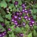 Asarina Violet Flowers