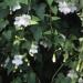 Asarina White Plant