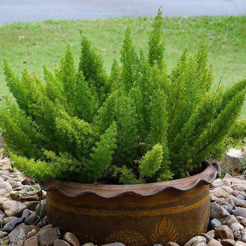 Outsidepride Asparagus Fern Seeds - Meyeri - 25 Seeds