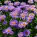 Aster Alpinus Blue Flower