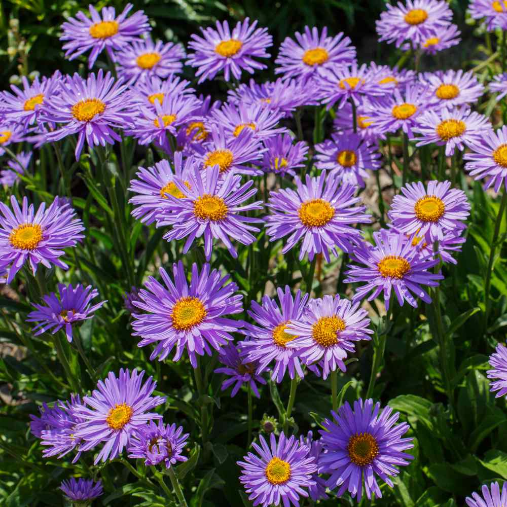 50 Seeds ASTER ALPINE BLUE Aster Alpinus 