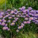 Aster Alpinus Blue Plant