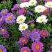 Aster Alpinus Flower Seed Mix