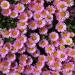 Aster Alpinus Pink Garden Flowers