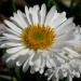 Aster Alpinus White flower