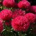 Aster Gremlin Red Flowers