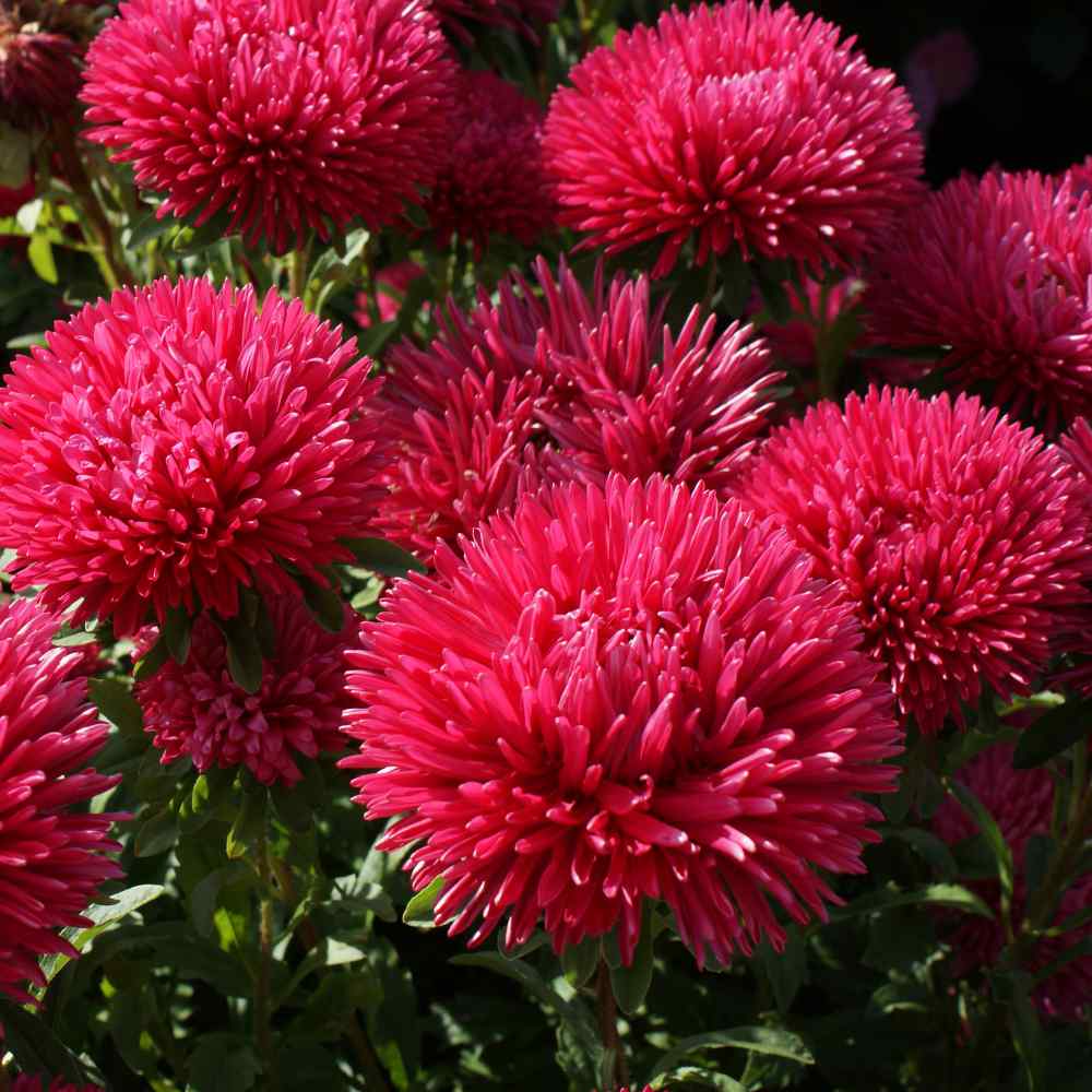 Red aster shop