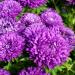 Aster Milady Blue Flowers