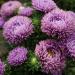 Aster Milady Lilac Flowers