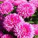 Aster Milady Rose Garden Flowers