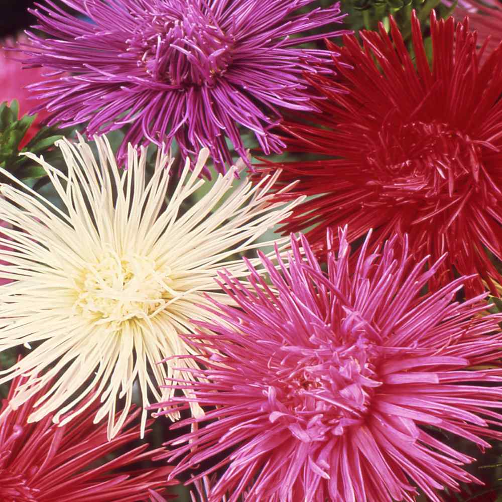30 Rose Pink Needle Aster Seeds – Callistephus Chinensis Unicom, USA Seller, Flat S/H