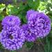 aster dark blue flowers