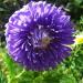 aster paeony seeds blue
