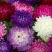 Aster Paeony Flower Seed Mix