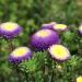 Aster Pompon Blue Flowers