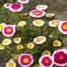 Aster Pompon Hi-no-maru Flowers