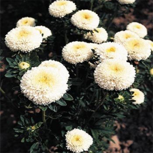 Aster Pompon White Flowers