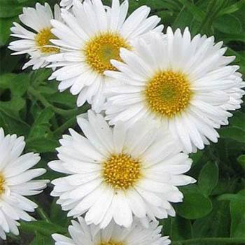 Aster Seeds - Aster Alpinus White Flower Seed