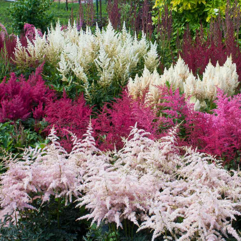 Astilbe Flower Care Sakura Tucson
