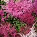 astilbe arendsii bunter flowers