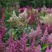 Astilbe Bunter Flower Seed