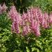 Astilbe Chinensis Flower Seed