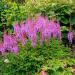 Astilbe Chinensis Flowers