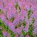 Astilbe Chinensis Goat's Beard