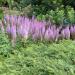 Astilbe Chinensis Pink Flowers