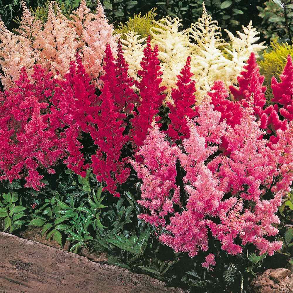 Astilbe Seeds Astilbe Arendsii Flower Seed Mixtures