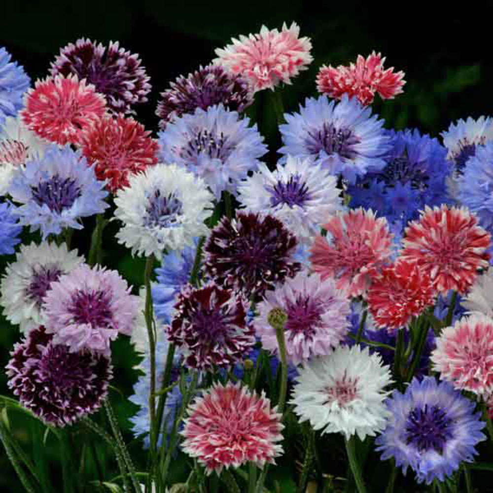 Bachelor Button Cornflower Artistic Drought Tolerant Garden Flower