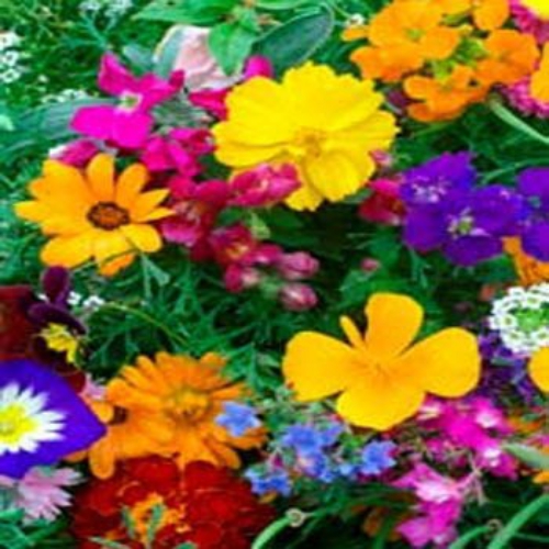 Balcony Wildflowers