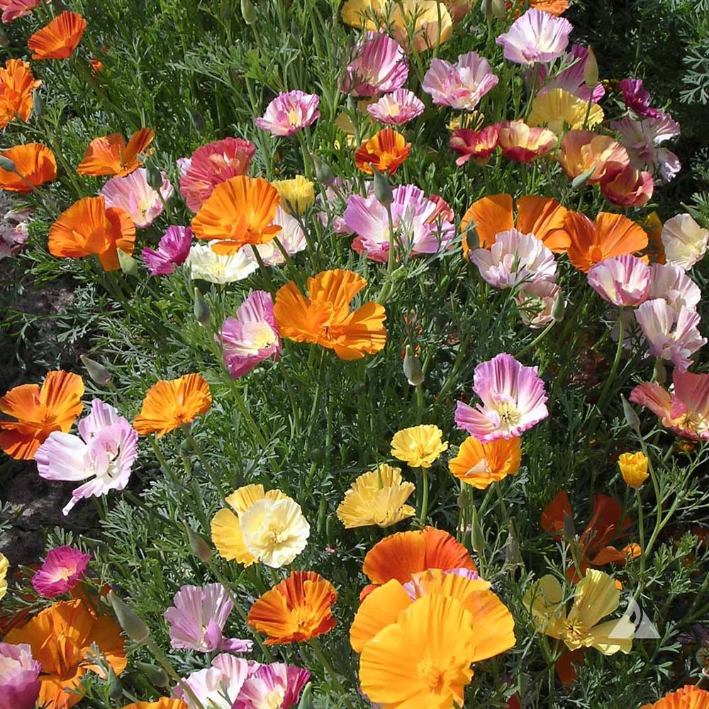 Eschscholzia Californica Ballerina Mix