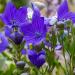 Balloon Flower Flower Seed