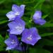 balloon flower blue