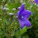 balloon flower seeds blue