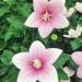 balloon flower rose