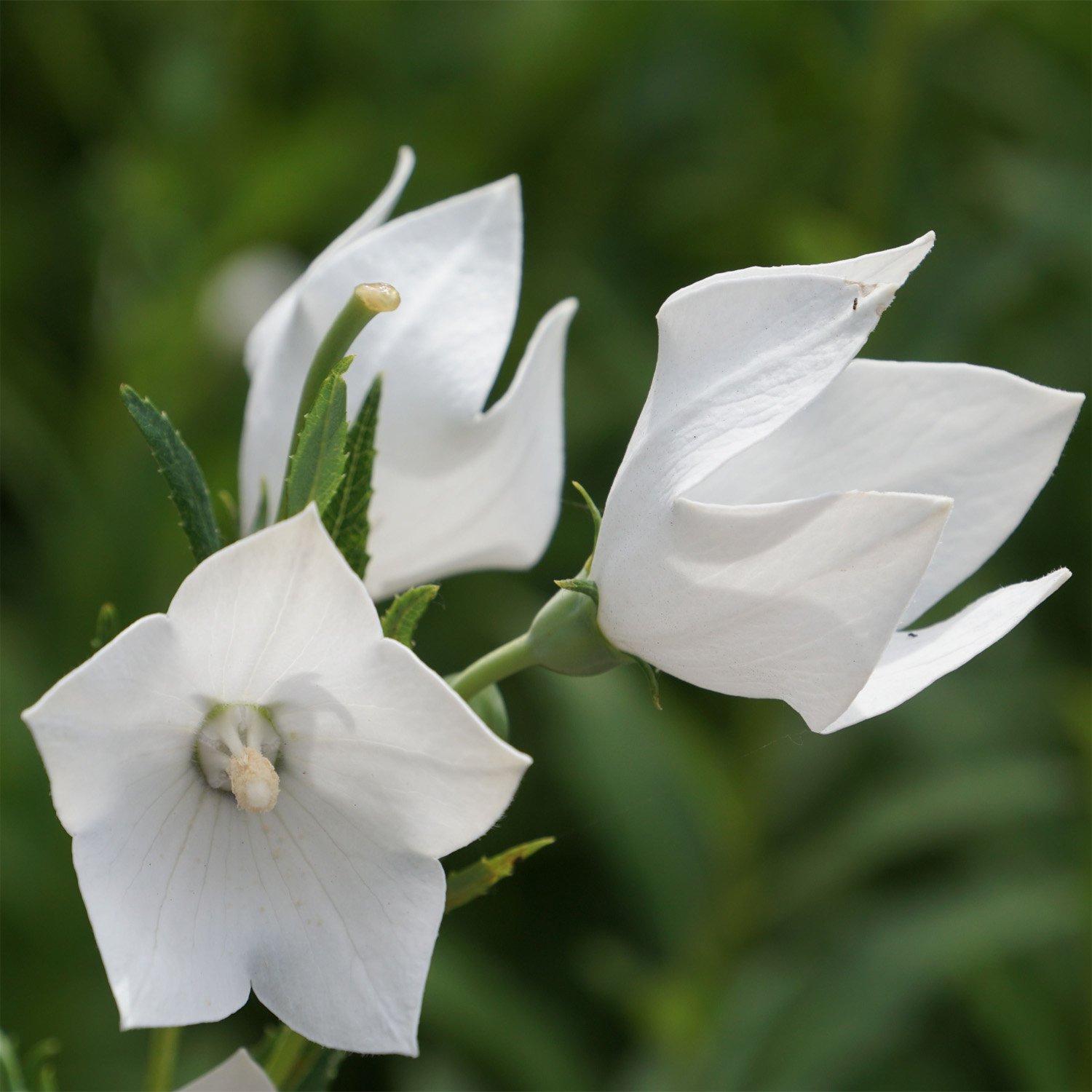 balloon flower seeds - white