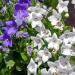 Balloon Flower White Plant