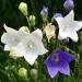 balloon flower white