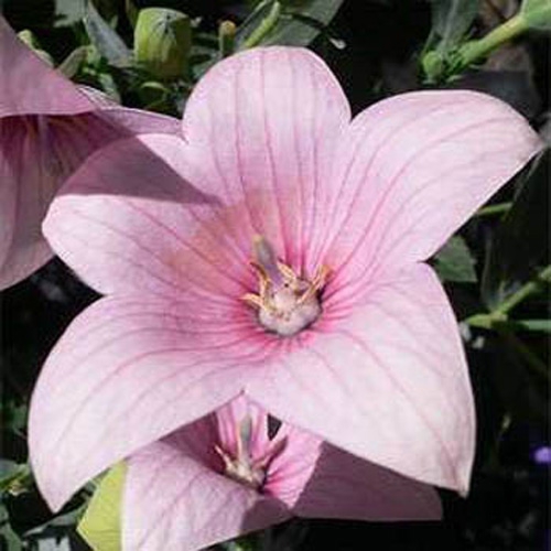 Balloon Flower Seed Platycodon Grandiflora Rose Flower Seeds