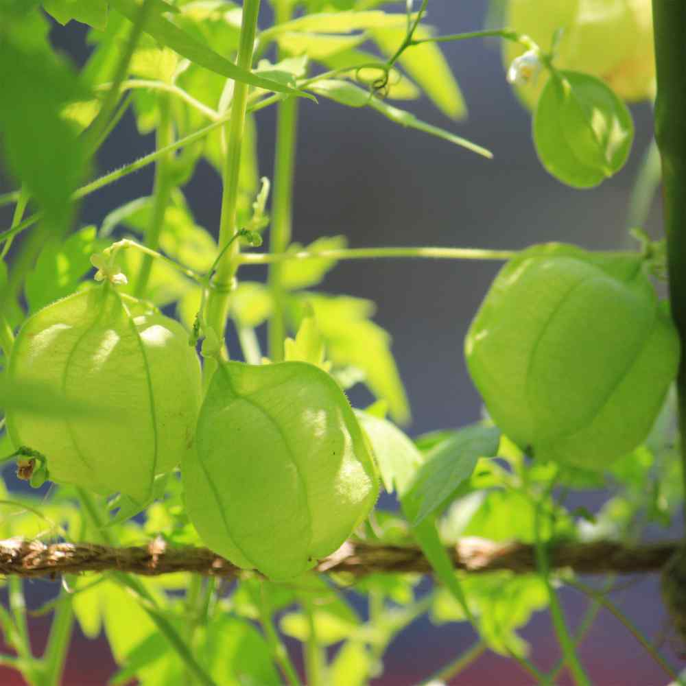 Cardiospermum Halicacabum Seeds Balloon Vine Flower Seeds Cardiospermum Halicacabum Seeds Balloon Vine Flower Seeds