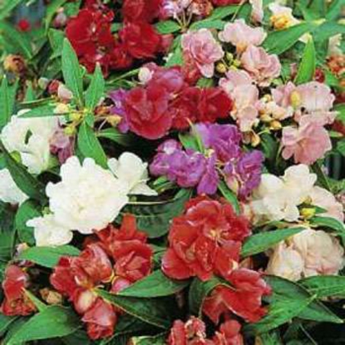 Balsam